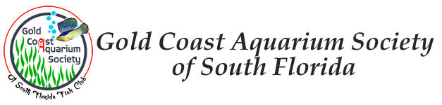 Tropical Fish Club | Gold Coast Aquarium Society of South Florida Fish Club