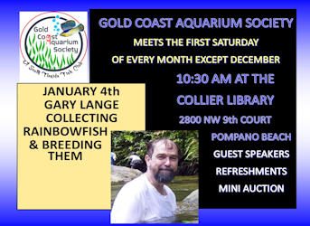 Jan 2020 Gary Lange Collecting Rainbowfish & Breeding Them