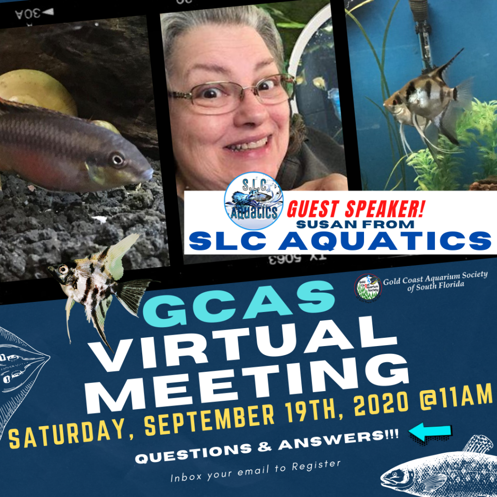 September 2020 SLC Aquatics Gold Coast Aquarium Society